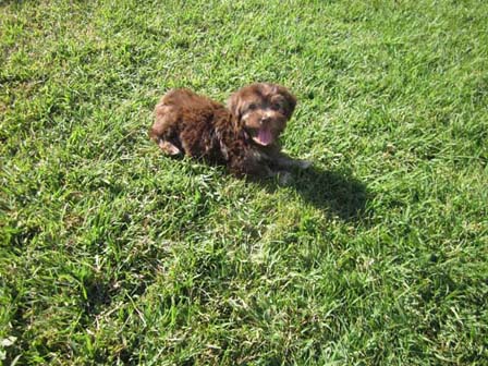 chocolate-havanese-puppy-playing-in-utah